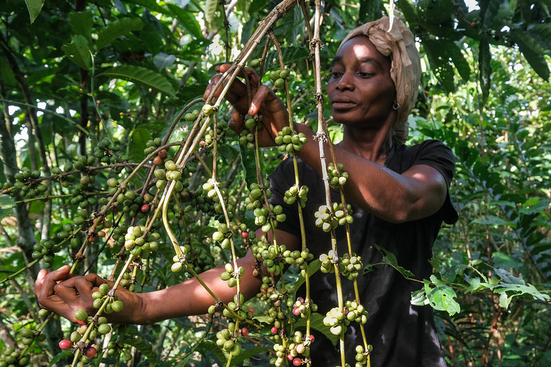 People in the middle: Why coordination gaps challenge forest action